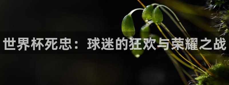 看世界杯：世界杯死忠：球迷的狂欢与荣耀之战